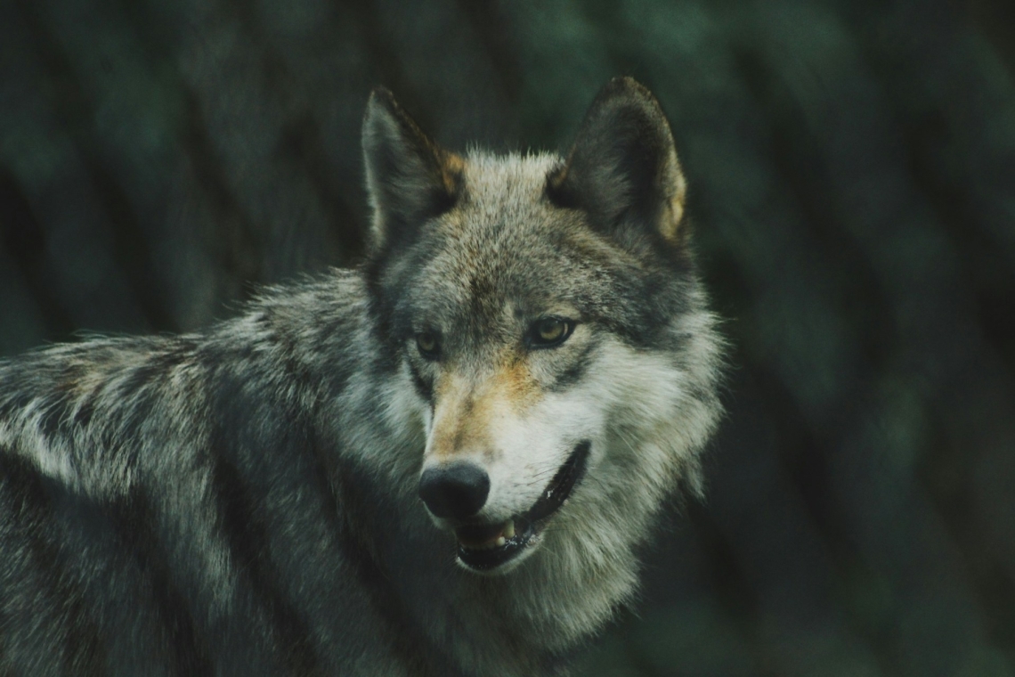 Erweiterung der bayerischen Wolfsgebiete im Sinne des Schadensausgleiches